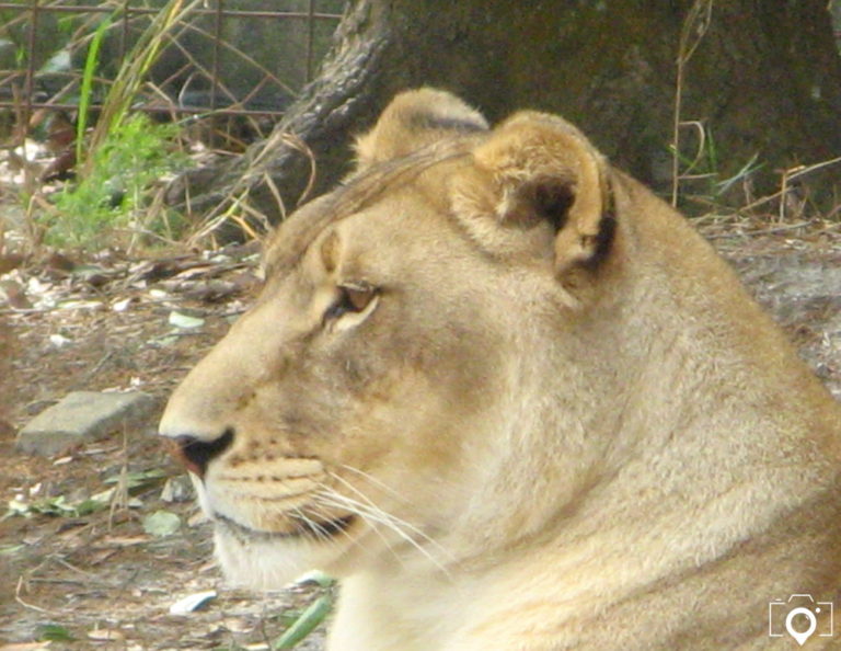 Amazing Animal Encounters You Need To Experience BruceSchinkel