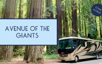 Our Incredible Experience Driving Through Redwood National Park