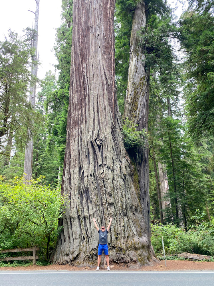 Redwood_National_Forest
